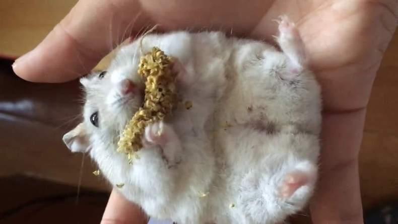 仓鼠怎么才能快速上手,仓鼠怎么养才能快速上手