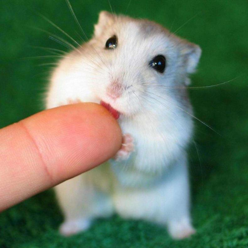 仓鼠怎么才能快速上手,仓鼠怎么养才能快速上手