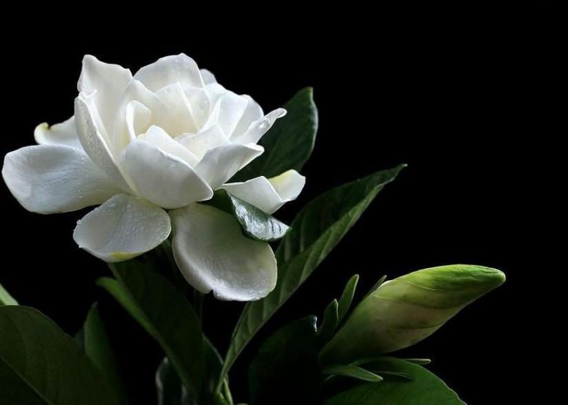 我可以穷但不可以怂,做人可以穷但是不能骗人