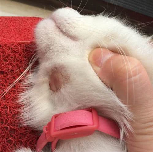 猫癣反反复复好不了怎么办,如何确定猫癣痊愈了