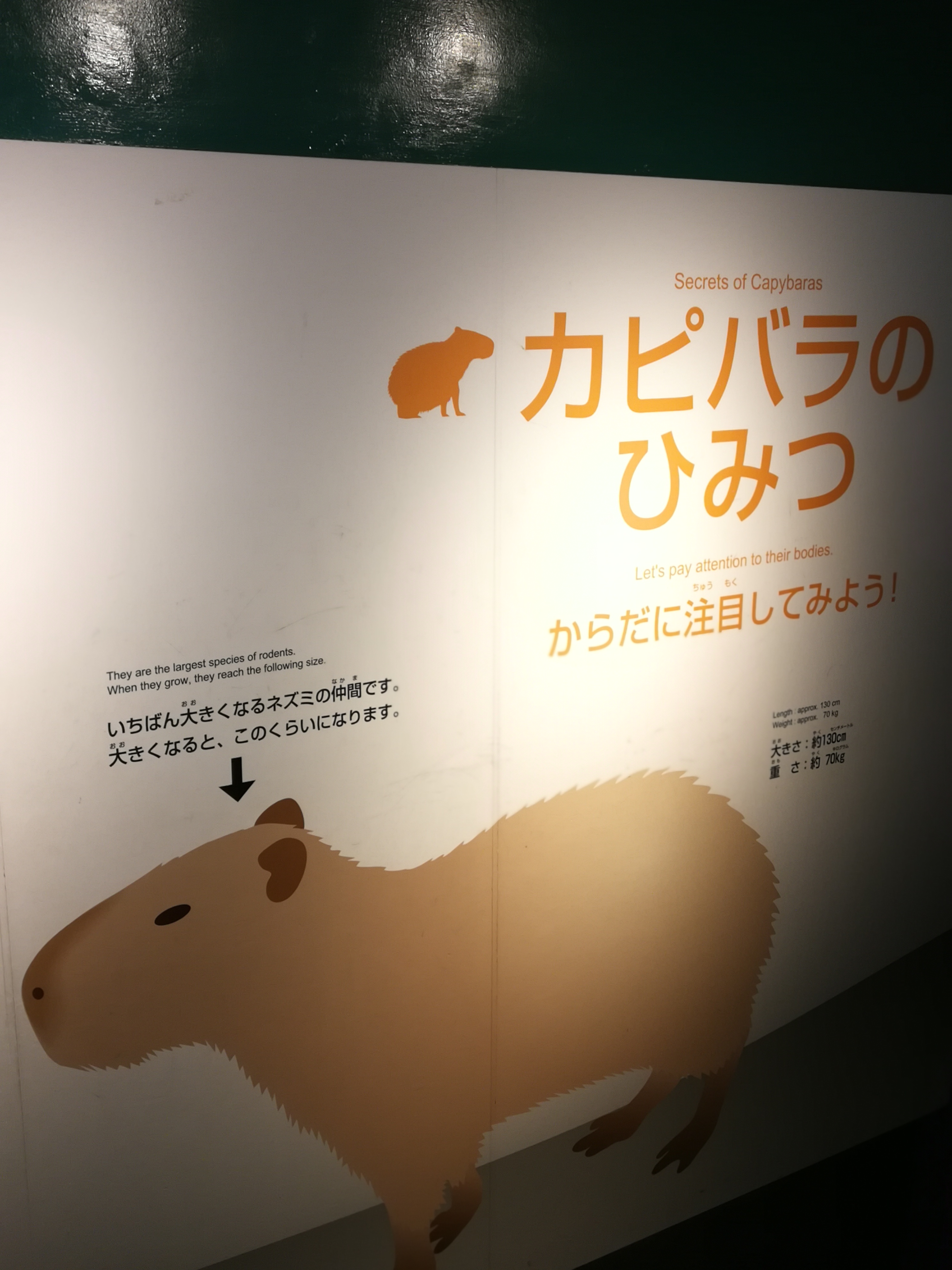 日本乐高亲子游,日本乐高亲子游玩中心在哪