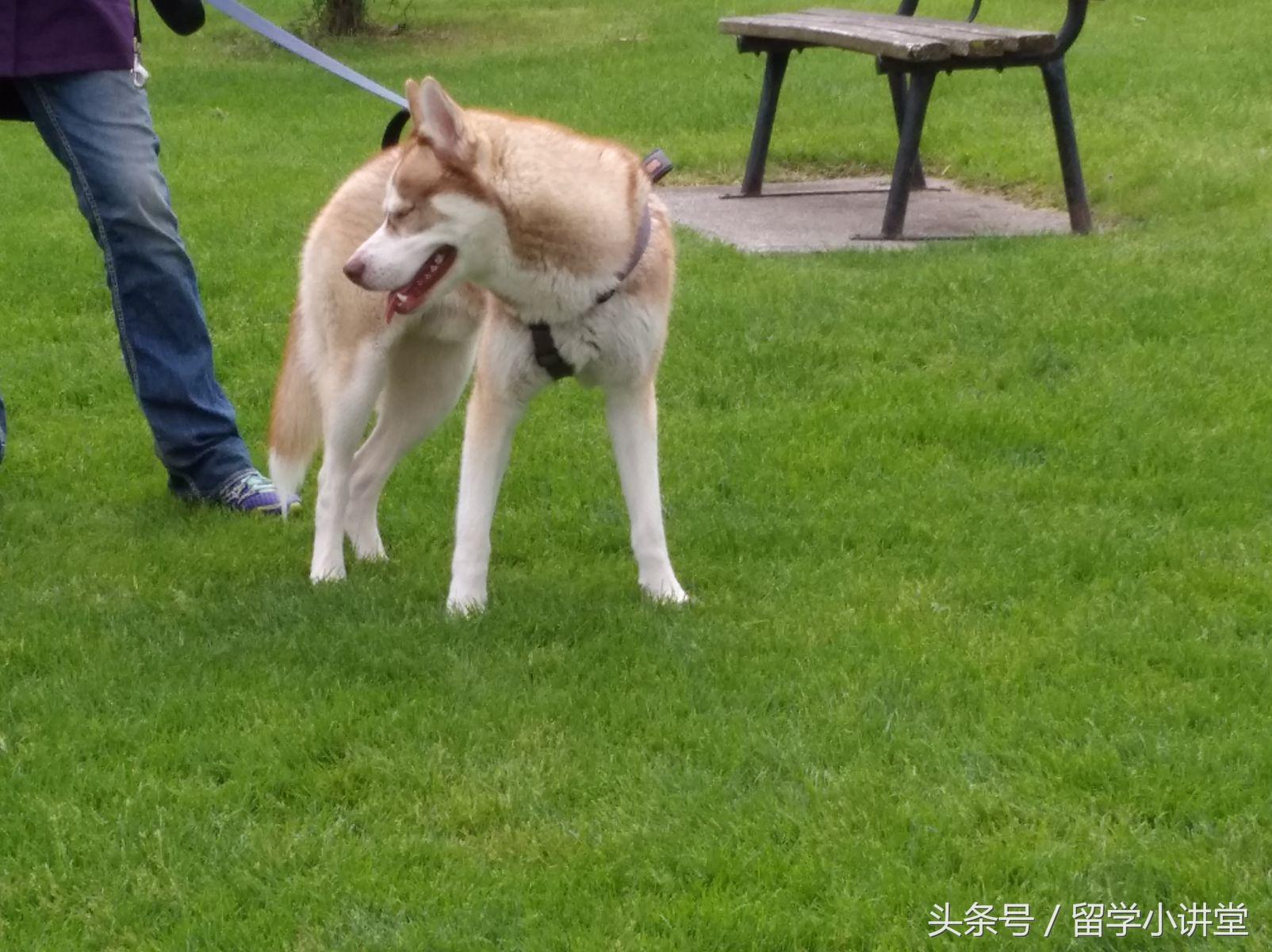 在加拿大长期生活是什么体验,在加拿大生活快乐吗