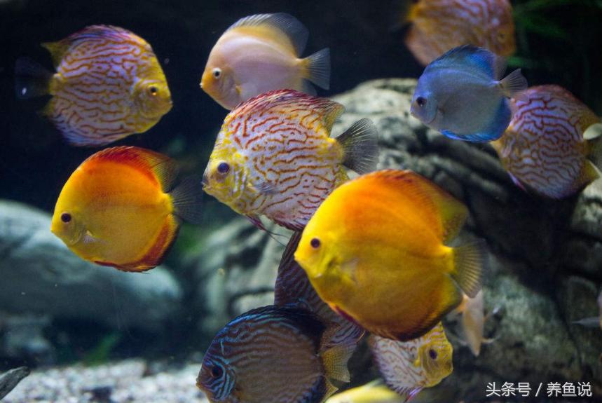 哪些观赏鱼适合混着养,家里养观赏鱼用什么鱼缸