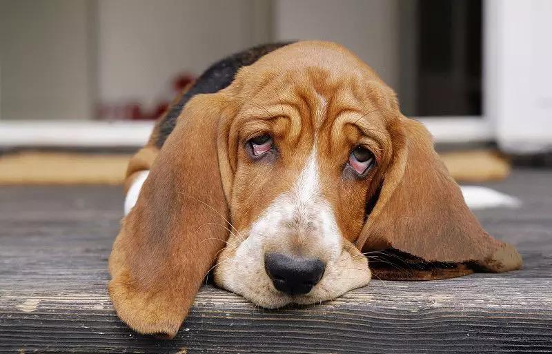 讲故事是人人都具备的一种能力,讲故事动物成精