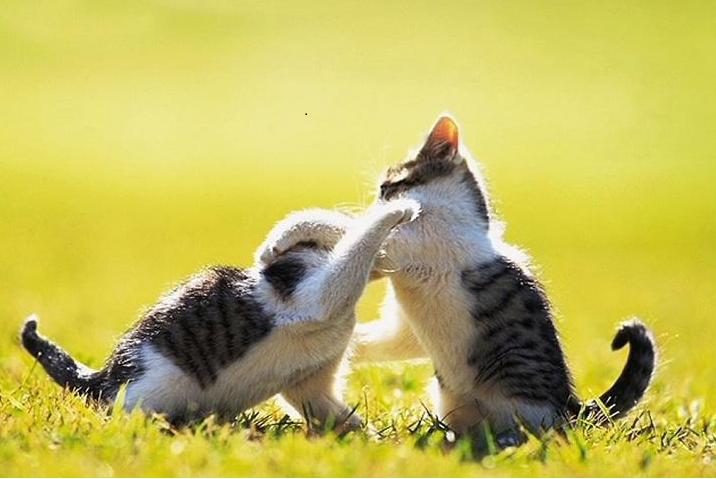 攻击性强的猫,猫被打后有攻击性