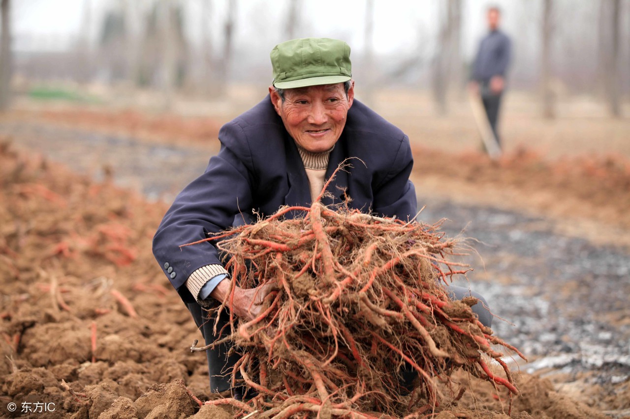 丹参三七糖尿病能吃吗,糖尿病人可以吃复方丹参吗