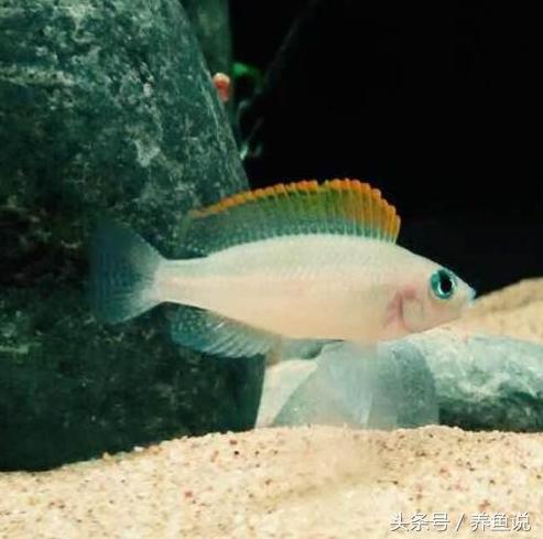 南方养什么观赏鱼不吃水草,南方适合养什么观赏鱼