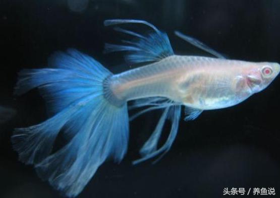 南方养什么观赏鱼不吃水草,南方适合养什么观赏鱼