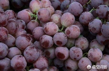 葡萄灰尘处理方法和注意事项,葡萄表面有灰怎么补救