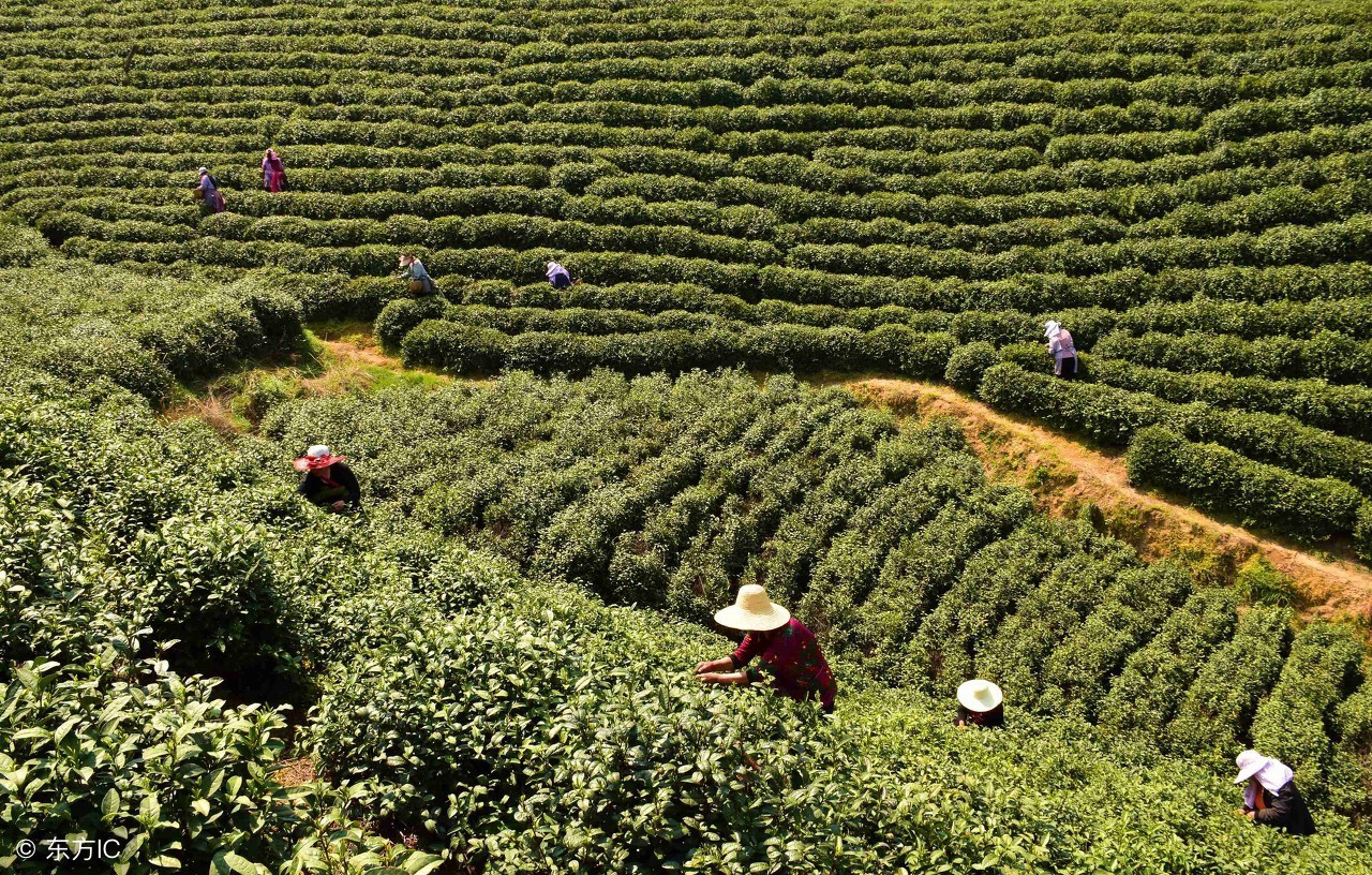 2000元一斤的信阳毛尖是什么档次,信阳毛尖100元一斤值得买吗