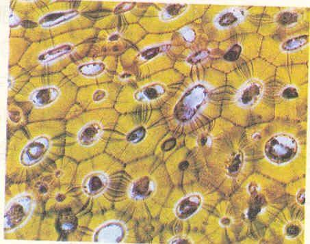 低血糖会引起哪些不可逆的现象,低血糖症状不处理会自己好吗