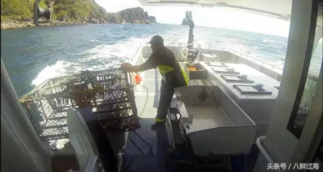 新西兰红色岩龙虾,新西兰岩龙虾介绍