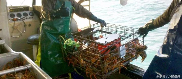 新西兰红色岩龙虾,新西兰岩龙虾介绍