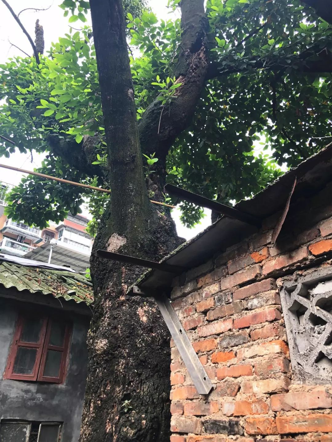 树根危害房屋如何处理,榕树长势茂盛危及电线引居民担忧