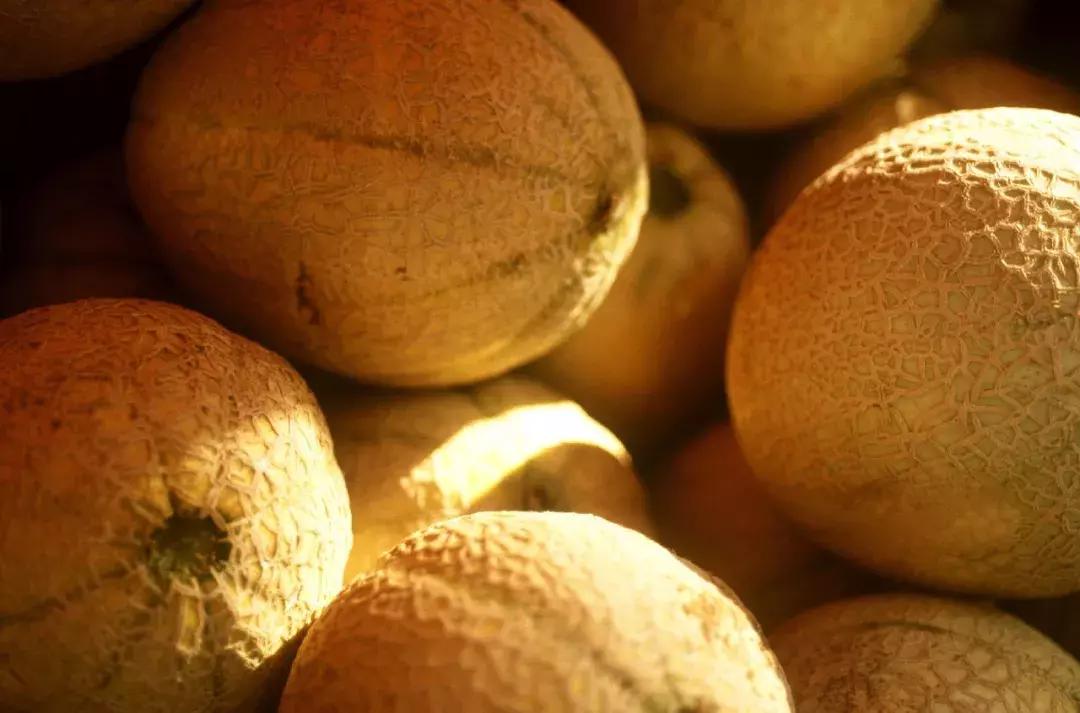 甜瓜｜伊丽莎白、金蜜、白兔、京玉、鲁厚甜1号、蜜兰、流星……