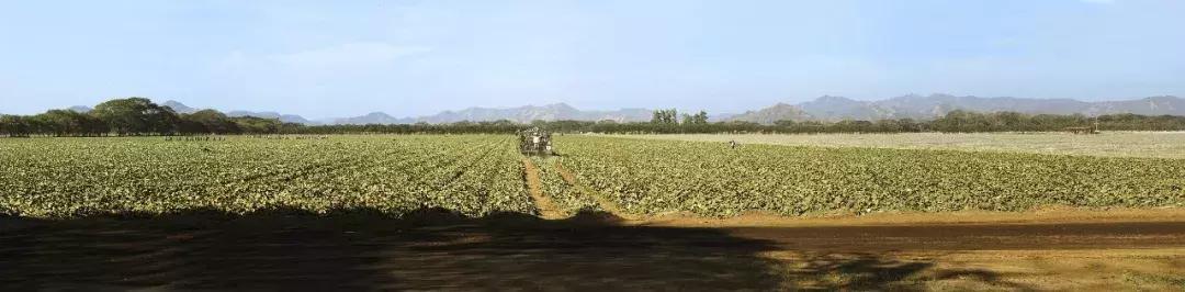 甜瓜｜伊丽莎白、金蜜、白兔、京玉、鲁厚甜1号、蜜兰、流星……