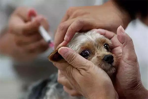 狗狗长虫子了吃什么药,狗狗长虫了用啥洗澡