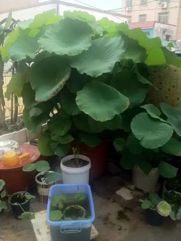 为了种花，老婆把老家的水缸偷来了，骗老妈说腌咸菜！