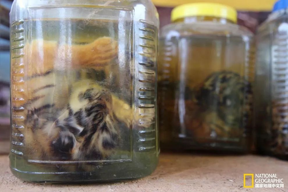 濒临灭绝的野生动物表演,动物表演的背后有多残忍