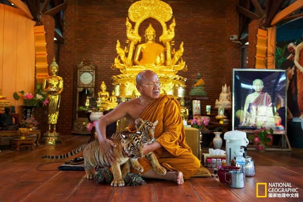 国家地理历史解密,国家地理老虎的复仇