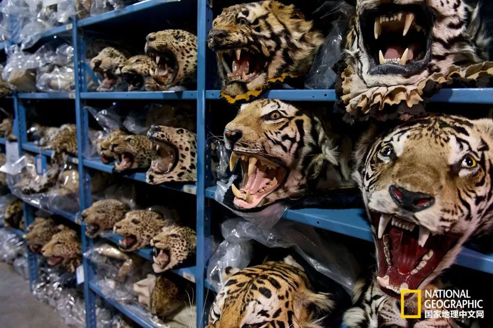 国家地理历史解密,国家地理老虎的复仇