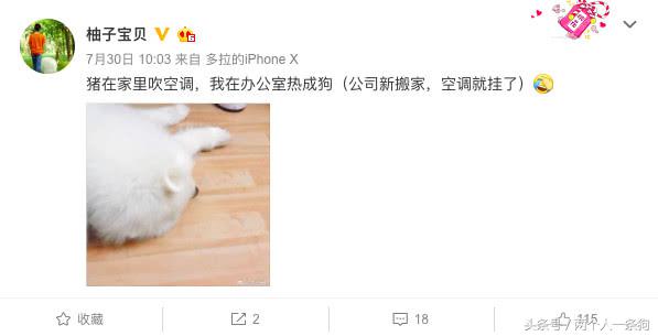 主人在外工作萨摩耶在家吹空调，日子过的比人类还舒服