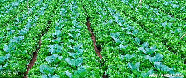 娃娃菜病怎么防治,娃娃菜软腐病