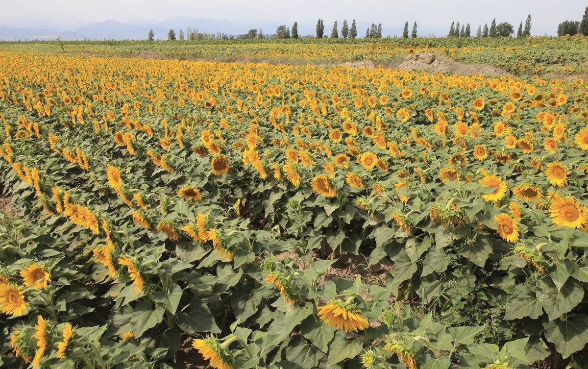 娌硅懙钁佃姳绫芥补,钁佃姳绫芥补鏄补钁靛仛鍑烘潵鐨勫悧
