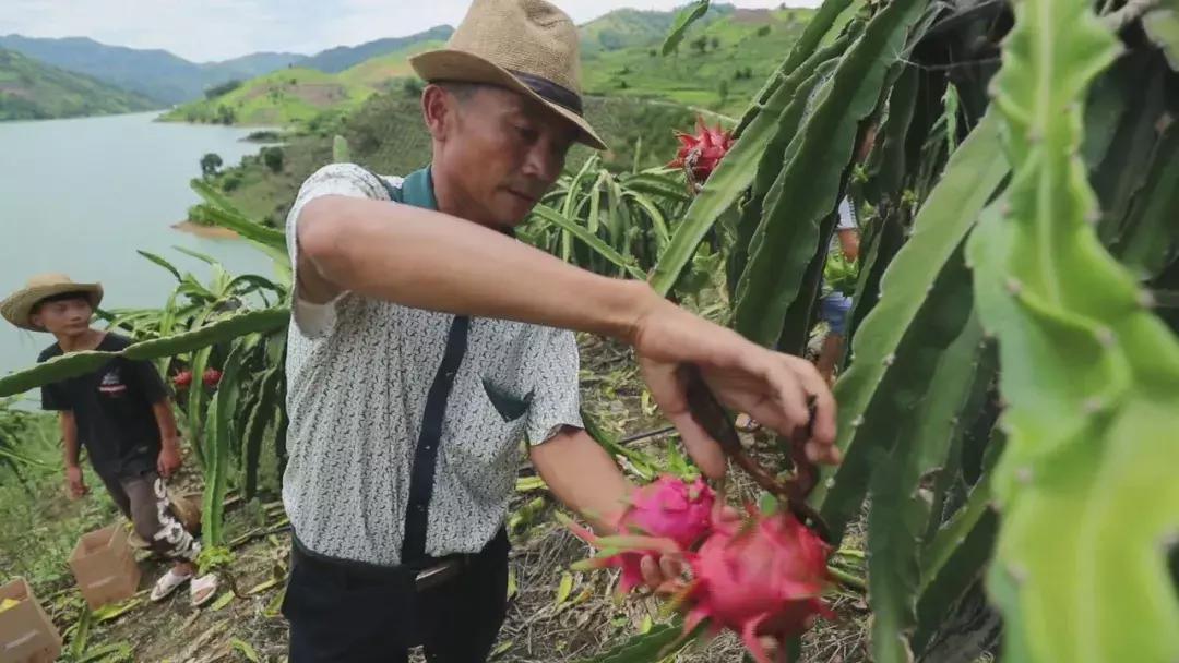 贵州关岭火龙果批发,火龙果深加工产品