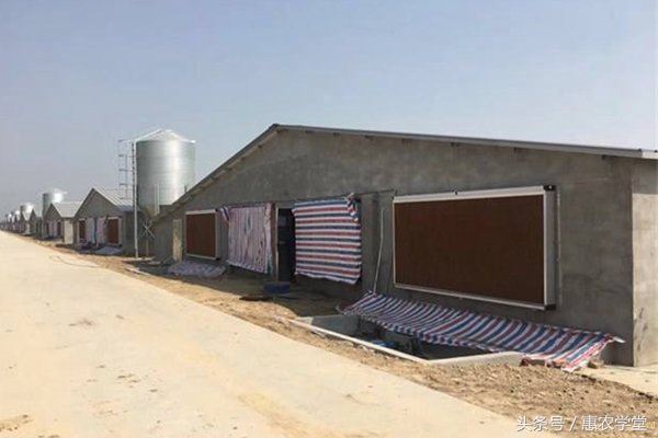 夏天鸡呼吸道病的症状,鸡夏季呼吸道疾病