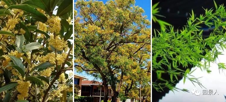 庭院风水最全别墅庭院风水知识,别墅庭院风水案例大全集