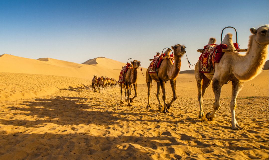 东博会展会美食,东博会重要合作伙伴