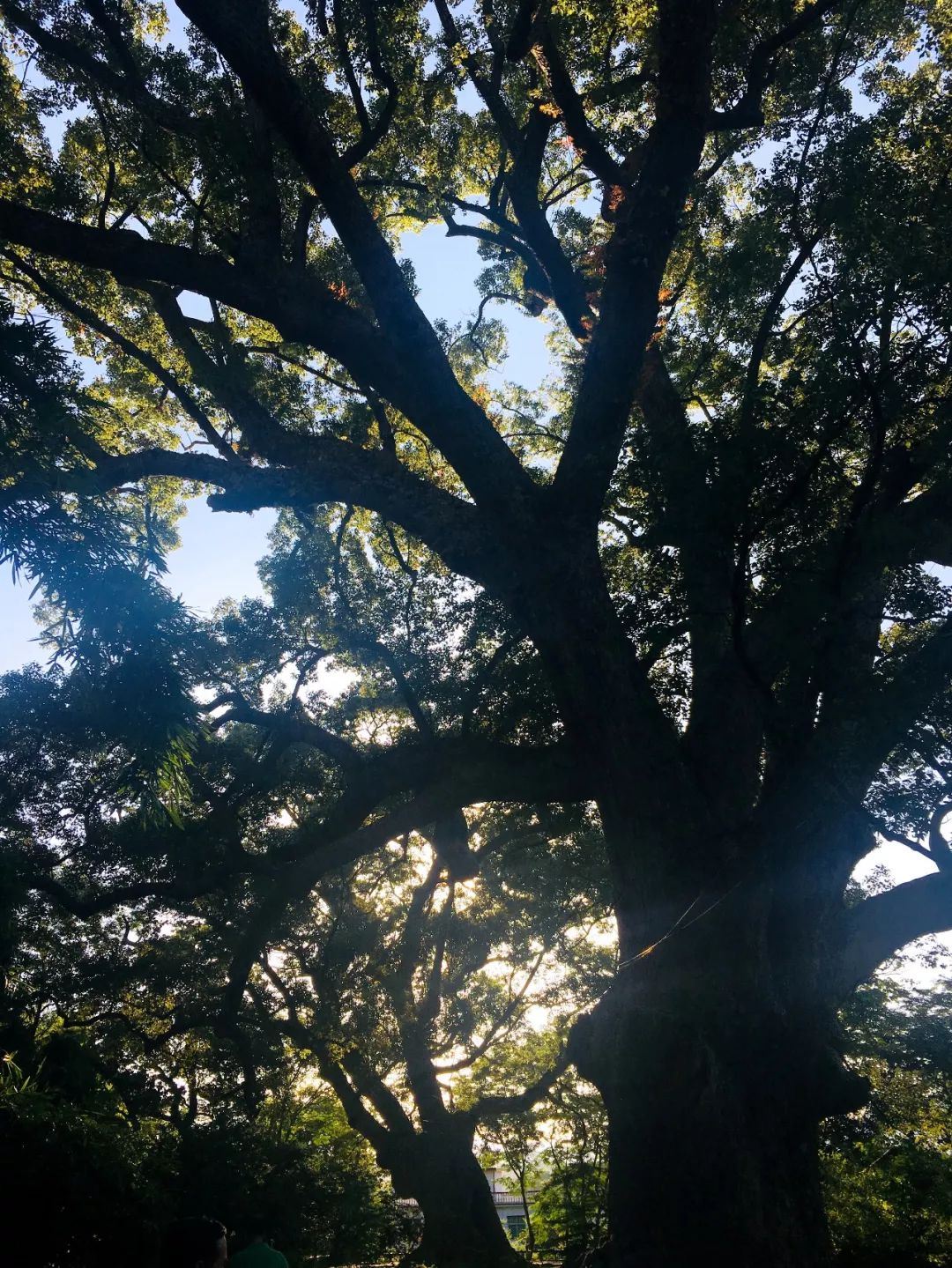 千年山中古村风景,千年香樟百年古村