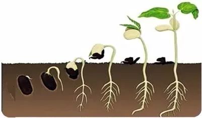 种子发芽了容易倒,种子发芽会不会坏