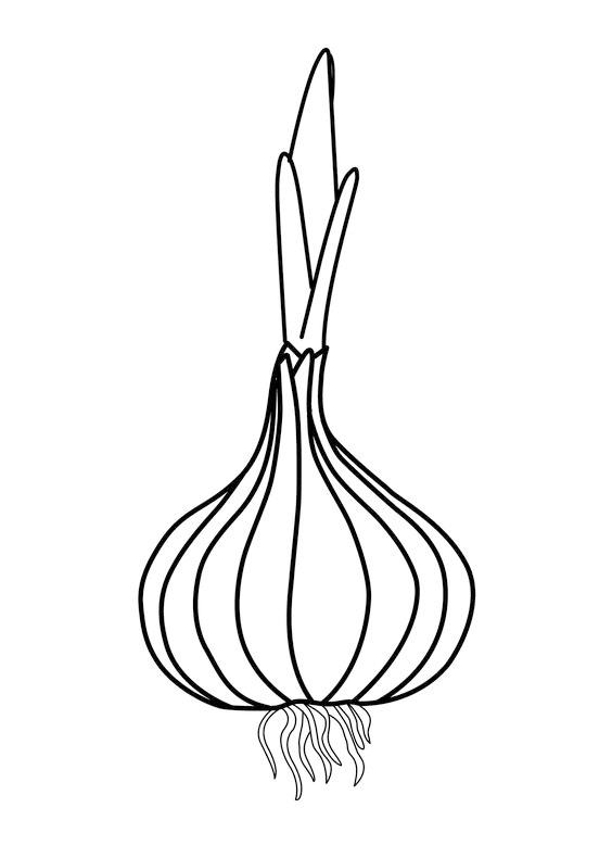 各种蔬菜水果画法简笔画,100个水果蔬菜简笔画手稿