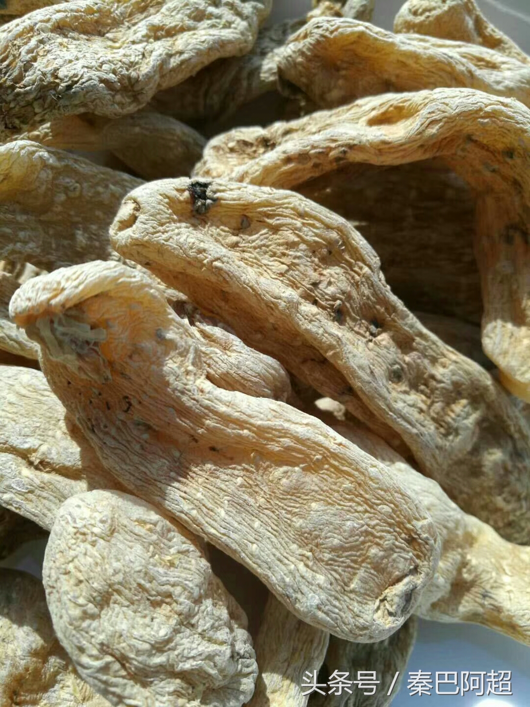 小草坝云南最美的天麻之乡,带你走进云南天麻之乡