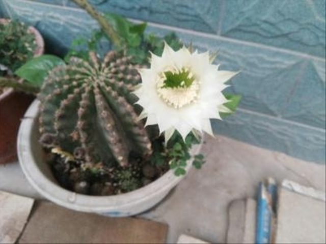 仙人球发黑腐烂怎么办妙招,仙人球出现烂洞怎么处理