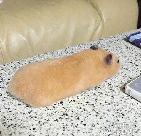 第一次养仓鼠日常生活,仓鼠已经养了6天了