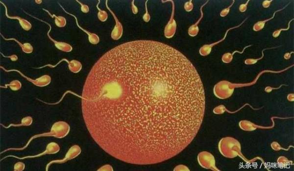 受精卵着床，女性会有这几种感觉，你感觉到了吗？