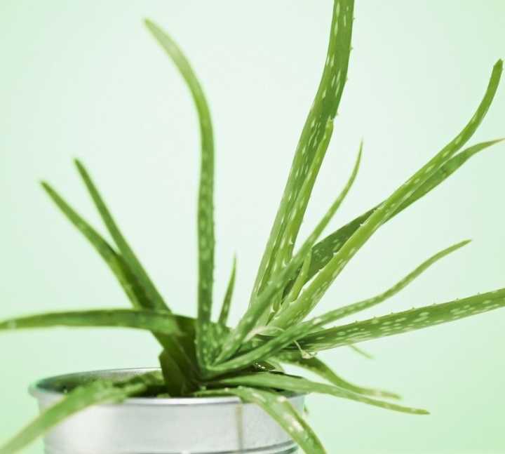 养殖的芦荟叶尖发黄干瘪怎么解决,家里的芦荟如何处理才能用