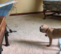 巴哥犬的日常表现有哪些,巴哥犬能有多可爱