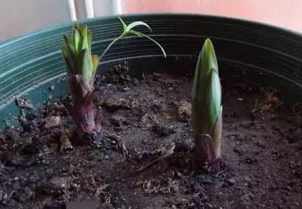 花园土壤怎么改造,花园改造松土技巧