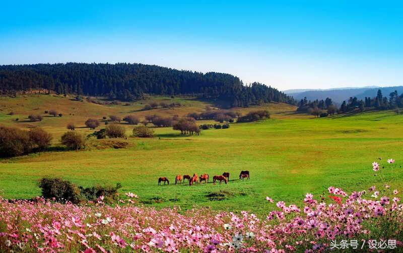 重庆仙女山景区里的酒店,重庆仙女山景区内酒店价格