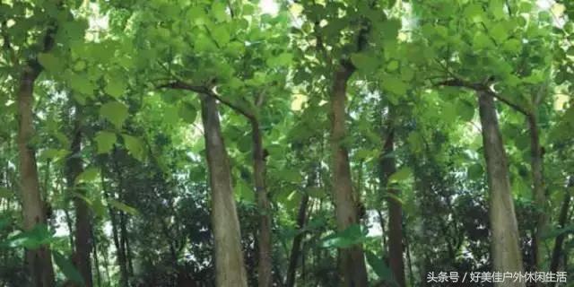 皇太子柚木为什么被称为万木之王,柚木万木之王完整版视频