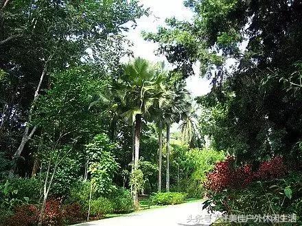 皇太子柚木为什么被称为万木之王,柚木万木之王完整版视频