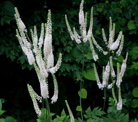 消灭草虫的最好方法,以草灭草