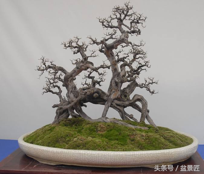 如何制作雀梅盆景,雀梅盆景怎么制作