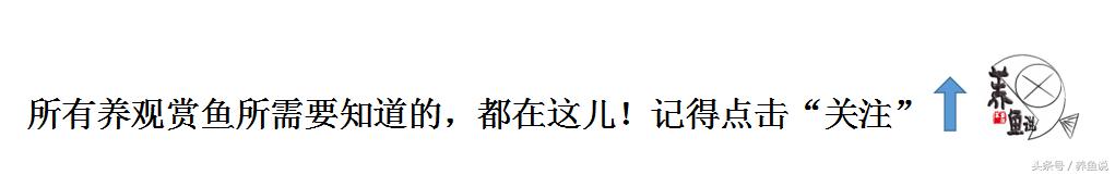 观赏鱼缸绿藻如何清除,观赏鱼缸里老长青苔怎么处理