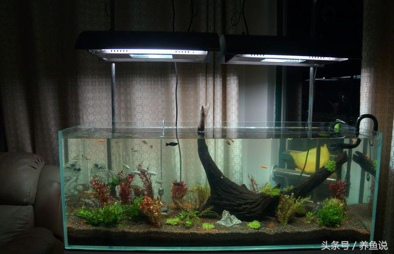 观赏鱼缸绿藻如何清除,观赏鱼缸里老长青苔怎么处理