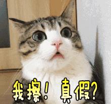 滨江体育场馆开放时间,滨江体育场馆开放时间江门